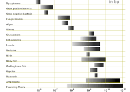 Big animals just have many more cells than little animals. Genome Size Wikipedia