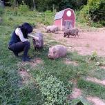 Summer Pig-nic