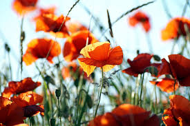Winter is the coldest season of the year in polar and temperate zones; Flowers In Bloom This Winter