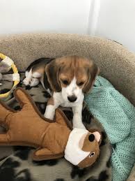 Black And Brown Beagle Puppy 