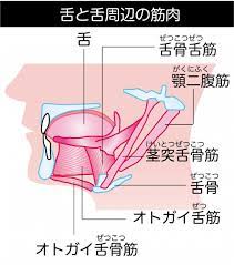 睡眠時無呼吸症候群の対策 気道を狭める 舌の沈み込み を防ぐ 舌回し カラダネ 睡眠時無呼吸症候群 舌回し 呼吸