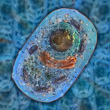 Maybe you would like to learn more about one of these? Animal Cells Educational Resources K12 Learning Life Science Science Lesson Plans Activities Experiments Homeschool Help
