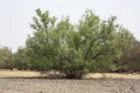 Image result for Mitragyna