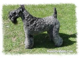 Review how much kerry blue terrier puppies for sale sell for below. Kerry Blue Terrier Puppies Breeders Terriers