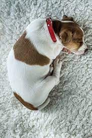 Whe your jack russell terrier reaches old age there are some problems they may develop. Signs Your Jack Russell Is Feeling Sick