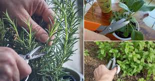 Just follow the guidelines to cultivate and harvest this tasty herb! 11 Herbs That Grow From Cuttings Propagating Herbs Balcony Garden Web