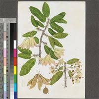 Image result for Monotes glaber