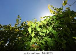 Image result for Calepitrimerus vitis