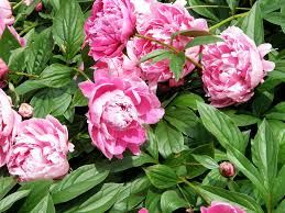 Maybe you would like to learn more about one of these? Edel Pfingstrose Paeonia Lactiflora Jadwiga Pflanzen Enzyklopadie
