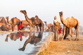 In addition to the trade, pushkar camel fair is host to various. Among The Camels And Horses Pushkar Fair India Ursula S Weekly Wanders