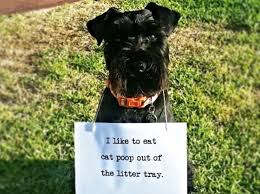 Eating cat litter may seem like an extremely odd behavior, but it's actually fairly common in cats. Ask A Vet Why Does My Dog Eat Poop