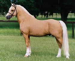 Browse horses, or place a free ad today on horseclicks.com. Palomino Horses