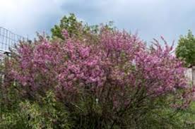 Il lillà è un arbusto molto bello che fiorisce all'inizio della primavera. Hardy Flowering Shrubs Growing Flowering Shrubs In Zone 5 Gardens It Haenselblatt Com