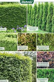 Es Muss Nicht Immer Eine Buchsbaumhecke Sein Bei Uns Findet Ihr Viele Tolle Nat Rliche Alternativen Zum Schutz Gegen Neugierige Blic In 2020 Hedges Outdoor Plants