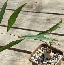 Image result for Ipomoea lapathifolia