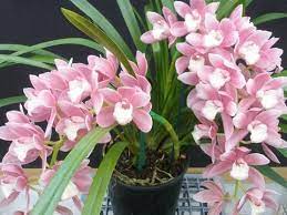 Cymbidium New Century Rosie 68mm Pot Orchid Nursery Orchids Types Of Orchids