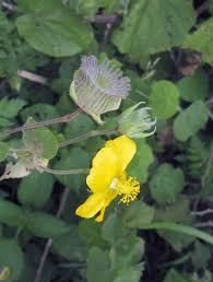 Image result for Abutilon angulatum