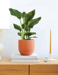 In the end, it seemed like they were only dangerous in mass quantities {like a cat would have to eat the whole tree}. How To Care For The Fiddle Leaf Fig Plant Care Articles How Tos The Sill