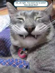 All products from cat camera collar category are shipped worldwide with no additional fees. Sarcastic Smiles A Camera Shy Kitteh S Secret Weapon Funny Animal Pictures Funny Animals Cats