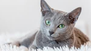 The possible causes of cat hair loss. Cat Hair Loss My Cat Is Losing Hair Royal Canin
