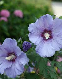 Azurri Blue Satin Rose Of Sharon Hibiscus Syriacus Blue Flowering Shrubs Rose Of Sharon Flowering Shrubs