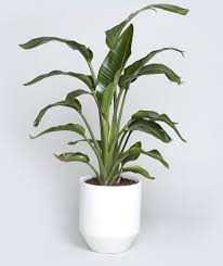 How To Choose A Plant For Every Room In Your House House Plants Birds Of Paradise Plant Plants