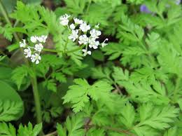 この花の名前なんていうの ニンジンに似た葉っぱの小さくて白い花 セントウソウ 仙洞草