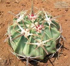 Growing cacti can be a very gratifying experience. About The Horse Crippler North American Review