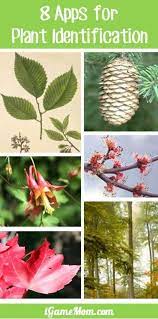 Plant Identification Apps Plant Identification Plants Plant Identification App