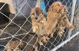 We appreciate all the community support in finding adoptable homes for all of our pets. Plumerville Pet Rescue Rebounds After September Tornado Storms Kark