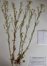 Image result for Conyza