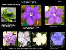 Image result for Brunfelsia australis