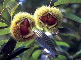 images?q=tbn:ANd9GcRx1DZ6mbnFIAe0v3wHGH4wtt_pUWpkUlb9EnT14lQAmllZTOQw