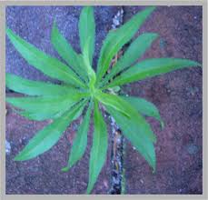 Image result for Conyza