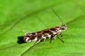 Image result for Ericinella