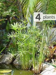 Image result for Cyperus dives