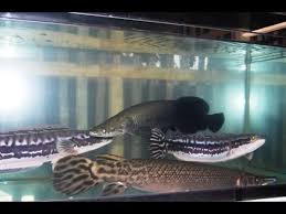 Itulah berbagai jenis ikan hias terindah yang mudah dipelihara di akuarium dan bisa dijadikan inspirasi bagi kamu yang baru memulai hobi ini. Top 10 Ikan Predator Akuarium Youtube