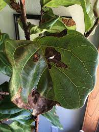 How To Treat Brown Spots On Fiddle Leaf Fig Leaves With Photos Fig Plant Brown Spots On Fiddle Leaf Fig Fiddle Leaf Fig Leaves
