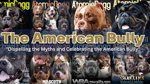 The American Bully - Complete Guide & Information