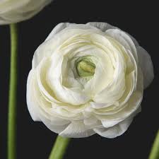 Image result for Ranunculus volkensii