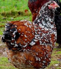 We did not find results for: Orpington Beautiful Chickens Chickens Backyard Egg Laying Chickens