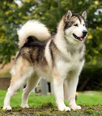 Vand Malamut De Alaska Utonagan Dog Dogs Malamute Dog