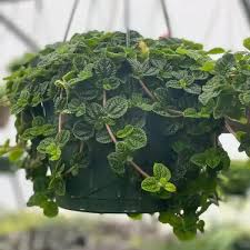 Image result for Pilea rivularis