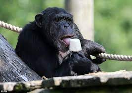 Chimpanzee Eating Ice Cream Animals Chimpanzee Cute Animals
