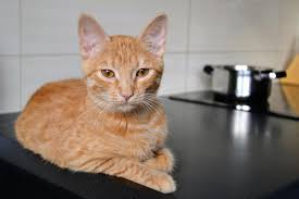 The best way to keep your cat off counters is to offer an acceptable alternative. Keep Cats Off Countertops Ppm Apartments Chicago