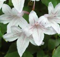 Image result for Mitriostigma axillare