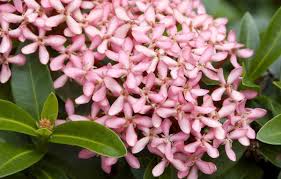 Image result for Ixora praetermissa