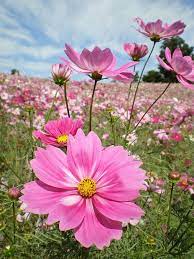 Beautiful Images Inspiration Photos Community Youpic Flower Pictures Cosmos Flowers Flowers Photography
