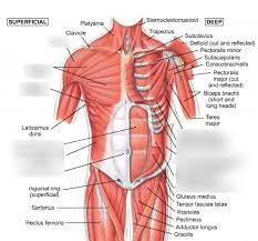 Torso spasms can sometimes be caused by simple issues like overextension of the muscles during a workout, injury to the chest wall as a result of exercise, or dehydration. Anterior Torso Muscles Diagram Quizlet