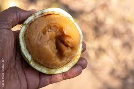 Image result for Strychnos cocculoides